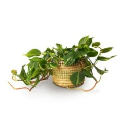 Philodendron Scandens Brasil - Sweetheart Plant -Hortology Shop Philodendron scandens Brasil Sweetheart Plant 15x40cm Jane Plant Baskets Set5 Jungle 3c512b2f 021b 446b be25 b4f07e34175a