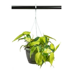 Philodendron Scandens Brasil - Sweetheart Plant -Hortology Shop Philodendron scandens Brasil Sweetheart Plant 17cm
