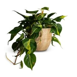 Philodendron Scandens Brasil - Sweetheart Plant -Hortology Shop Philodendron scandens Brasil Sweetheart Plant 17x30cm Emmy Plant Pot Camel 22x20cm 110b25b9 292b 4fc9 bf78 9bf71d2135ee
