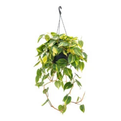 Philodendron Scandens Brasil - Sweetheart Plant -Hortology Shop Philodendron scandens Brasil Sweetheart Plant 28cm