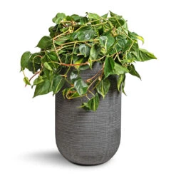 Philodendron Scandens Brasil - Sweetheart Plant -Hortology Shop Philodendron scandens Brasil Sweetheart Plant 28x50cm Cody Plant Vase Ridged Dark Grey 35x55cm c342e66f b220 4bf0 837e 443b40b649fc