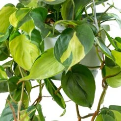 Philodendron Scandens Brasil - Sweetheart Plant -Hortology Shop Philodendron scandens Brasil Sweetheart Plant Leaves