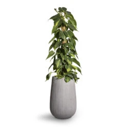 Patt High Plant Vase - Ridged Cement 16 Patt High Plant Vase - Ridged Cement -Hortology Shop Philodendron scandens Brasil Sweetheart Plant Moss Pole 17x80cm Patt High Plant Vase Ridged Cement 29x43cm 2 b4572f90 6036 4497 be13 2a2f58a256db