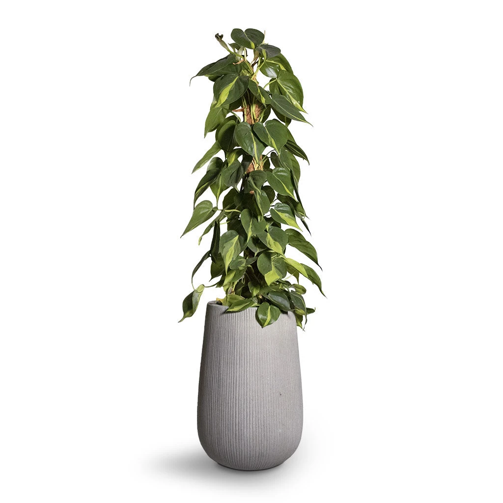 Patt High Plant Vase - Ridged Cement 6 Patt High Plant Vase - Ridged Cement - Image 6