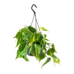 Philodendron Scandens Brasil - Sweetheart Plant -Hortology Shop Philodendron scandens Brasil Sweetheart Plant Small