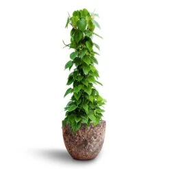 Philodendron Scandens - Column - HydroCare 17 Philodendron Scandens - Column - HydroCare -Hortology Shop Philodendron scandens Column Hydroculture Lava Couple Relic Planter Pink