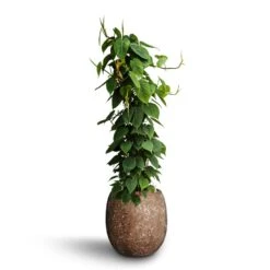 Philodendron Scandens - Column - HydroCare 14 Philodendron Scandens - Column - HydroCare -Hortology Shop Philodendron scandens Column Hydroculture Polystone Coated Plain Balloon Planter Rock