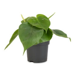 Philodendron Scandens - Sweetheart Plant 32 Philodendron Scandens - Sweetheart Plant -Hortology Shop Philodendron scandens Sweetheart Plant 12x20cm 1
