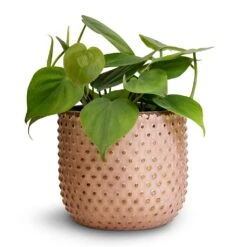 Philodendron Scandens - Sweetheart Plant 31 Philodendron Scandens - Sweetheart Plant -Hortology Shop Philodendron scandens Sweetheart Plant 12x20cm Bolino Plant Pot Pale Rose 14x13cm 3