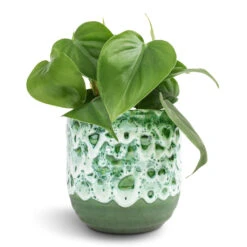 Philodendron Scandens - Sweetheart Plant 20 Philodendron Scandens - Sweetheart Plant -Hortology Shop Philodendron scandens Sweetheart Plant 12x20cm Ocean Glaze Plant Pot Emerald 13x13cm