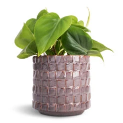 Philodendron Scandens - Sweetheart Plant 27 Philodendron Scandens - Sweetheart Plant -Hortology Shop Philodendron scandens Sweetheart Plant 12x20cm Stian Plant Pot Lavender Candy 13x12cm