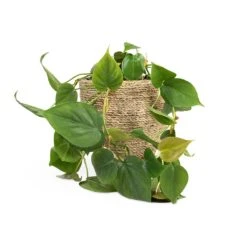 Philodendron Scandens - Sweetheart Plant 29 Philodendron Scandens - Sweetheart Plant -Hortology Shop Philodendron scandens Sweetheart Plant 15x30cm Cody Plant Pot Straw Grass 22x20cm b76481fa fd97 43c1 8ae9 c16bbbe9ce01