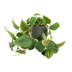 Philodendron Scandens - Sweetheart Plant 30 Philodendron Scandens - Sweetheart Plant -Hortology Shop Philodendron scandens Sweetheart Plant 15x30cm Coral Refined Planter Pine Green 18x15cm