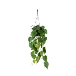 Philodendron Scandens - Sweetheart Plant 23 Philodendron Scandens - Sweetheart Plant -Hortology Shop Philodendron scandens Sweetheart Plant 17x30cm