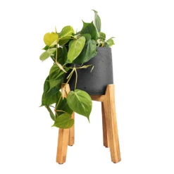 Philodendron Scandens - Sweetheart Plant 28 Philodendron Scandens - Sweetheart Plant -Hortology Shop Philodendron scandens Sweetheart Plant 17x30cm Patt Plant Pot Tall Stand Black Washed 30x43cm 4a2880d2 3507 4669 8b46 44d1d866ea87