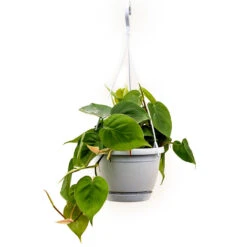 Philodendron Scandens - Sweetheart Plant 21 Philodendron Scandens - Sweetheart Plant -Hortology Shop Philodendron scandens Sweetheart Plant 40cm