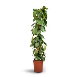 Philodendron Scandens - Sweetheart Plant - Moss Pole -Hortology Shop Philodendron scandens Sweetheart Plant Moss Pole 27x150cm