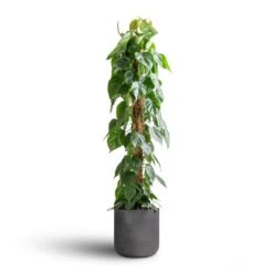 Philodendron Scandens - Sweetheart Plant - Moss Pole