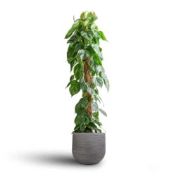 Philodendron Scandens - Sweetheart Plant - Moss Pole -Hortology Shop Philodendron scandens Sweetheart Plant Moss Pole 27x150cm Cody Plant Pot Ridged Dark Grey 35x31cm 7