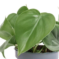 Philodendron Scandens - Sweetheart Plant 26 Philodendron Scandens - Sweetheart Plant -Hortology Shop Philodendron scandens Sweetheart Plant SWATCH