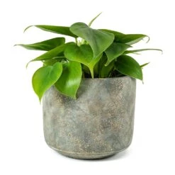 Philodendron Scandens - Sweetheart Plant 24 Philodendron Scandens - Sweetheart Plant -Hortology Shop Philodendron scandens Sweetheart Plant Saar Plant Pot Earth Cement