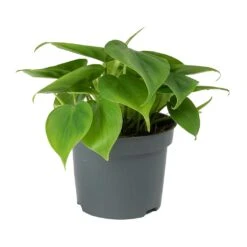 Philodendron Scandens - Sweetheart Plant 19 Philodendron Scandens - Sweetheart Plant -Hortology Shop Philodendron scandens Sweetheart Plant Small