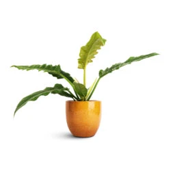 Jolin Plant Pot - Ochre -Hortology Shop Philodendron selloum Narrow Tiger Tooth 14x30cm Jolin Plant Pot Ochre 16x14cm 9fb288a6 e3cc 4a1c 995c 51c82f14c94e
