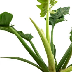 Philodendron Selloum Narrow - Tiger Tooth -Hortology Shop Philodendron selloum Narrow Tiger Tooth SWATCH 3