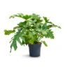 Philodendron Selloum - Tree Philodendron