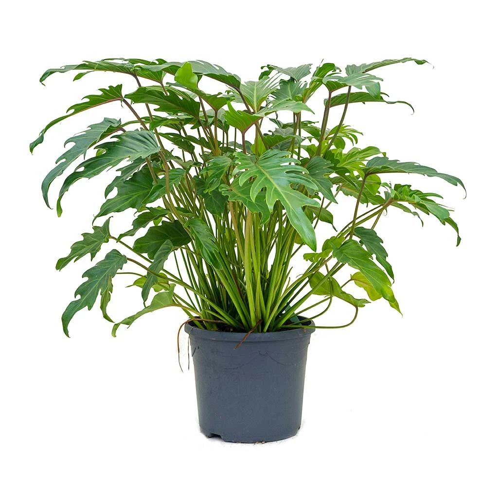 Philodendron Winterbourn - Xanadu Philodendron 6 Philodendron Winterbourn - Xanadu Philodendron - Image 6