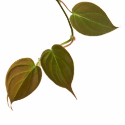 Philodendron Micans - Velvet Leaf Philodendron -Hortology Shop Philodendron Micans 1