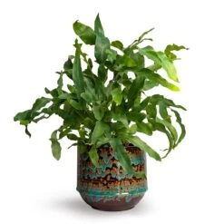 Phlebodium Blue Star - Blue Star Fern -Hortology Shop Phlebodium Blue Star Blue Star Fern 12x30cm Noud Plant Pot Marrakesh 17x15cmV2 d515a07b a56c 412b 8184 e4cba7f8e327