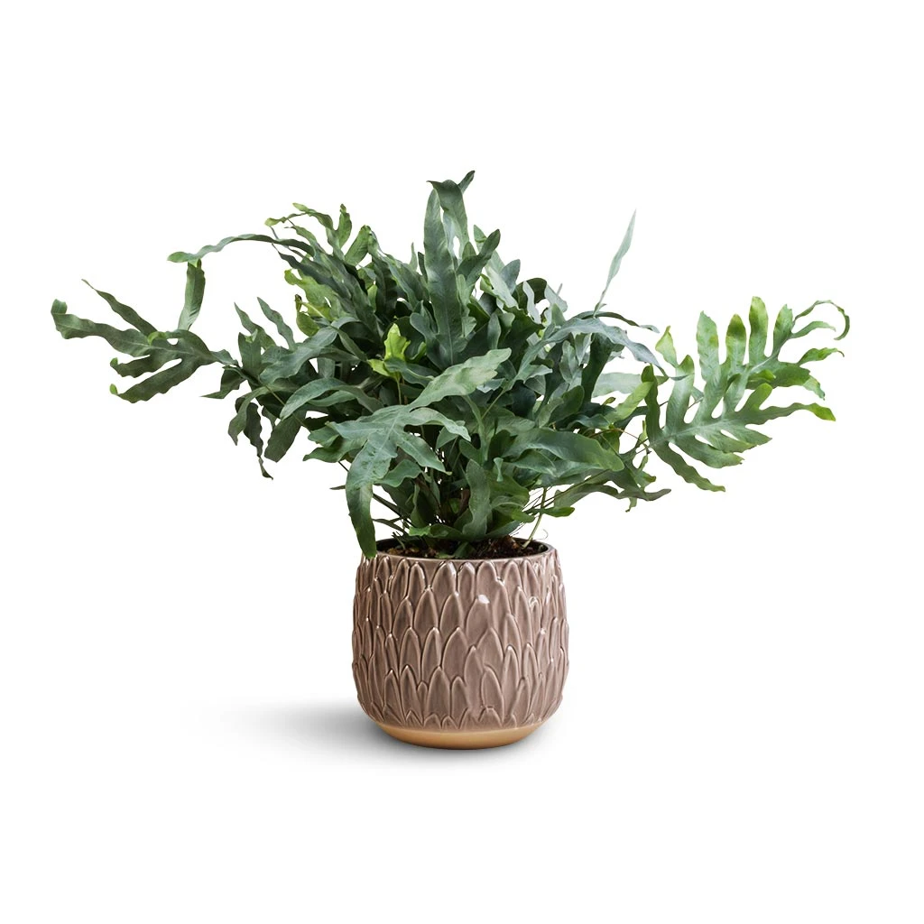 Arles Leaf Plant Pot - Mocha 4 Arles Leaf Plant Pot - Mocha - Image 4
