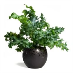Kae Plant Pot - Mocha -Hortology Shop Phlebodium Blue Star Blue Star Fern 17x50cm Kae Plant Pot Mocha 17x13cm 09a89c50 f294 412f 8e70 66a5c0c2940d