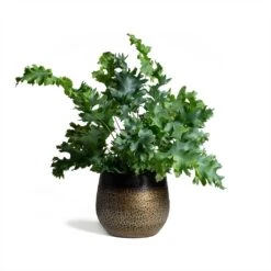 Phlebodium Davana - Blue Star Fern -Hortology Shop Phlebodium Blue Star Blue Star Fern 17x50cm Mya Plant Pot Deep Champagne 15x13cm