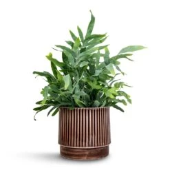 Phlebodium Blue Star - Blue Star Fern -Hortology Shop Phlebodium Blue Star Blue Star Fern 21x50cm Nella Plant Pot Coffee 21x19cm