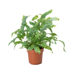 Phlebodium Blue Star - Blue Star Fern -Hortology Shop Phlebodium Blue Star Blue Star Fern