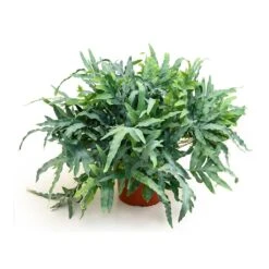 Phlebodium Blue Star - Blue Star Fern -Hortology Shop Phlebodium Blue Star Blue Star Fern 26x60 cm