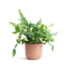 Phlebodium Blue Star - Blue Star Fern -Hortology Shop Phlebodium Blue Star Blue Star Fern Bolino Plant Pot Pale Rose 5a391960 e65a 4ff0 9a93 c61b0923c236