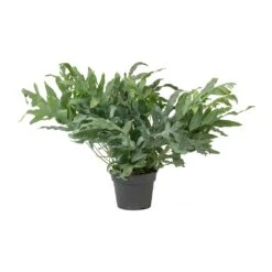 Phlebodium Blue Star - Blue Star Fern -Hortology Shop Phlebodium Blue Star Blue Star Fern Large