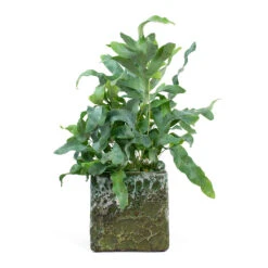 Phlebodium Blue Star - Blue Star Fern -Hortology Shop Phlebodium Blue Star Blue Star Fern Lava Cube Relic Planter Jade e8ee81f0 a909 46dd b3e6 7965bf828f95