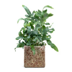 Phlebodium Blue Star - Blue Star Fern -Hortology Shop Phlebodium Blue Star Blue Star Fern Lava Cube Relic Planter Pink f04b2b74 0863 4135 904f dfab14310c64