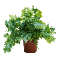 Phlebodium Davana - Blue Star Fern -Hortology Shop Phlebodium davana Blue Star Fern 12cm