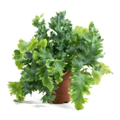 Phlebodium Davana - Blue Star Fern -Hortology Shop Phlebodium davana Blue Star Fern 12cm ddaf9484 a45b 4414 8fcc 275e778050df