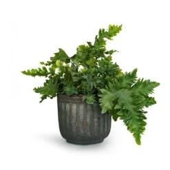 Phlebodium Davana - Blue Star Fern -Hortology Shop Phlebodium davana Blue Star Fern 12x25cm Duncan Plant Pot Blue Gold 17x16cm 23fc29e3 c994 4c20 8cff c18b9c13865c