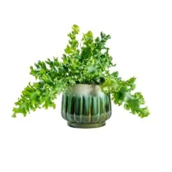 Phlebodium Davana - Blue Star Fern -Hortology Shop Phlebodium davana Blue Star Fern alice ocean plant pot