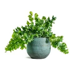 Phlebodium Davana - Blue Star Fern -Hortology Shop Phlebodium davana Blue Star Fern ryan shiny blue plant pot