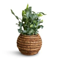 Phlebodium Blue Star - Blue Star Fern -Hortology Shop Phlembodium Blue Star Blue Star Fern 12x30cm Lida Plant Basket Natural 21x17cm