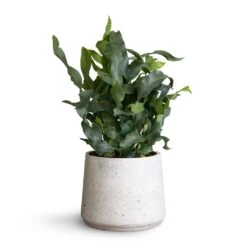 Patt Plant Pot - White Washed -Hortology Shop Phlembodium Blue Star Blue Star Fern 12x30cm Patt Plant Pot White Washed 16x14cm f74a80f2 96d1 4a80 be28 ef2f181545a8