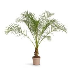 Phoenix Roebelenii - Pygmy Date Palm -Hortology Shop Phoenix roebelenii Pygmy Date Palm 17x50cm